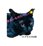 うちのお猫様 黒猫（個別スタンプ：4）