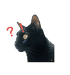 うちのお猫様 黒猫（個別スタンプ：6）
