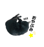 うちのお猫様 黒猫（個別スタンプ：12）