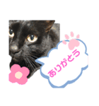 うちのお猫様 黒猫（個別スタンプ：16）