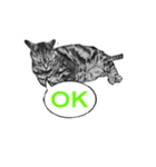 ねこ鉛筆画スタンプ（個別スタンプ：1）