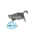 ねこ鉛筆画スタンプ（個別スタンプ：2）