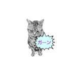 ねこ鉛筆画スタンプ（個別スタンプ：3）