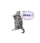 ねこ鉛筆画スタンプ（個別スタンプ：4）