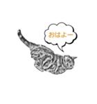 ねこ鉛筆画スタンプ（個別スタンプ：8）