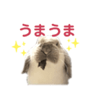 たれみみらむちゃん（個別スタンプ：5）