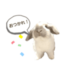たれみみらむちゃん（個別スタンプ：6）