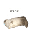 たれみみらむちゃん（個別スタンプ：10）