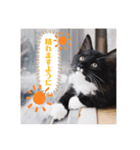 子猫のSUN☀︎（個別スタンプ：1）