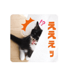 子猫のSUN☀︎（個別スタンプ：3）