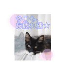 子猫のSUN☀︎（個別スタンプ：5）