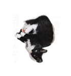 子猫のSUN☀︎（個別スタンプ：6）