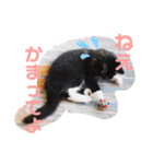 子猫のSUN☀︎（個別スタンプ：7）