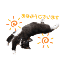 子猫のSUN☀︎（個別スタンプ：8）