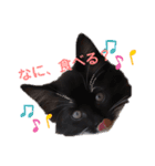 子猫のSUN☀︎（個別スタンプ：9）