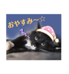 子猫のSUN☀︎（個別スタンプ：11）