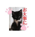 子猫のSUN☀︎（個別スタンプ：12）