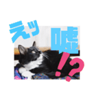 子猫のSUN☀︎（個別スタンプ：14）