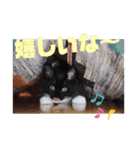 子猫のSUN☀︎（個別スタンプ：15）