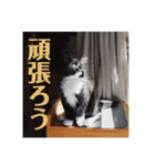 子猫のSUN☀︎（個別スタンプ：16）