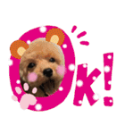 トイプードル花梨ちゃん（個別スタンプ：1）