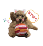 トイプードル花梨ちゃん（個別スタンプ：6）