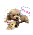 トイプードル花梨ちゃん（個別スタンプ：14）