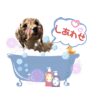 トイプードル花梨ちゃん（個別スタンプ：17）