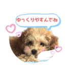 トイプードル花梨ちゃん（個別スタンプ：23）