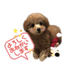 トイプードル花梨ちゃん（個別スタンプ：25）