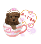 トイプードル花梨ちゃん（個別スタンプ：28）