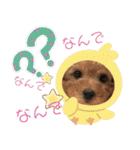 トイプードル花梨ちゃん（個別スタンプ：32）