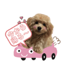 トイプードル花梨ちゃん（個別スタンプ：34）