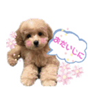 トイプードル花梨ちゃん（個別スタンプ：35）