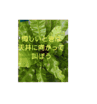 大好きな家族に送る言葉 その5（個別スタンプ：1）