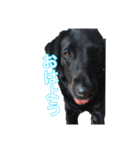 黒ラブラドールのスタンプ（個別スタンプ：2）