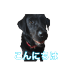 黒ラブラドールのスタンプ（個別スタンプ：3）