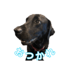 黒ラブラドールのスタンプ（個別スタンプ：7）