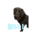 黒ラブラドールのスタンプ（個別スタンプ：10）