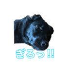 黒ラブラドールのスタンプ（個別スタンプ：13）