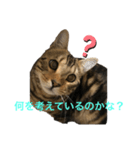 愛猫オーシャくんの日常（個別スタンプ：1）