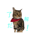 愛猫オーシャくんの日常（個別スタンプ：2）