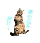 愛猫オーシャくんの日常（個別スタンプ：3）
