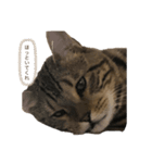 愛猫オーシャくんの日常（個別スタンプ：4）