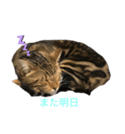 愛猫オーシャくんの日常（個別スタンプ：5）