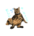 愛猫オーシャくんの日常（個別スタンプ：7）