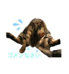 愛猫オーシャくんの日常（個別スタンプ：8）