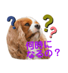 chappy's  everyday（個別スタンプ：6）