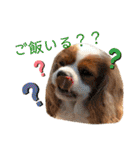 chappy's  everyday（個別スタンプ：7）