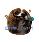 chappy's  everyday（個別スタンプ：8）